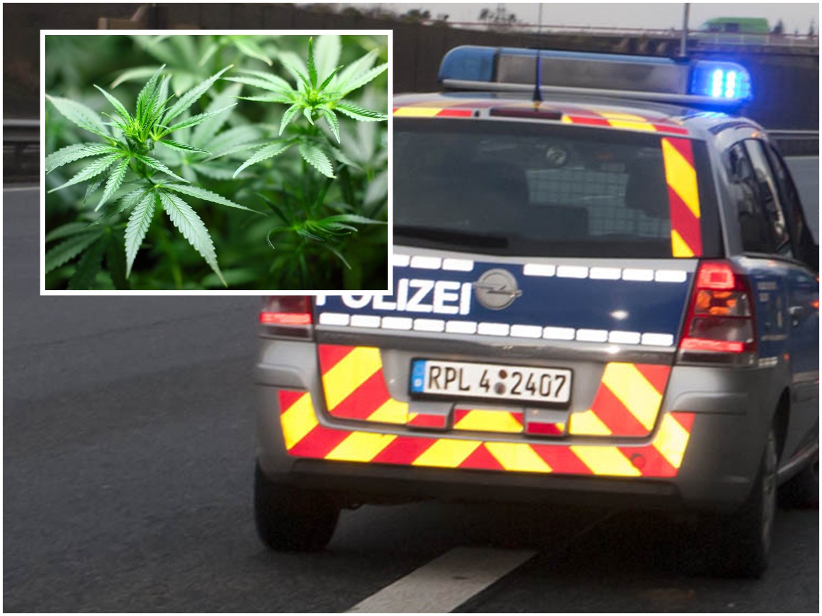 Vorfhrbefehl endet in Drogenfund: Marihuana-Plantage in Wohnung entdeckt