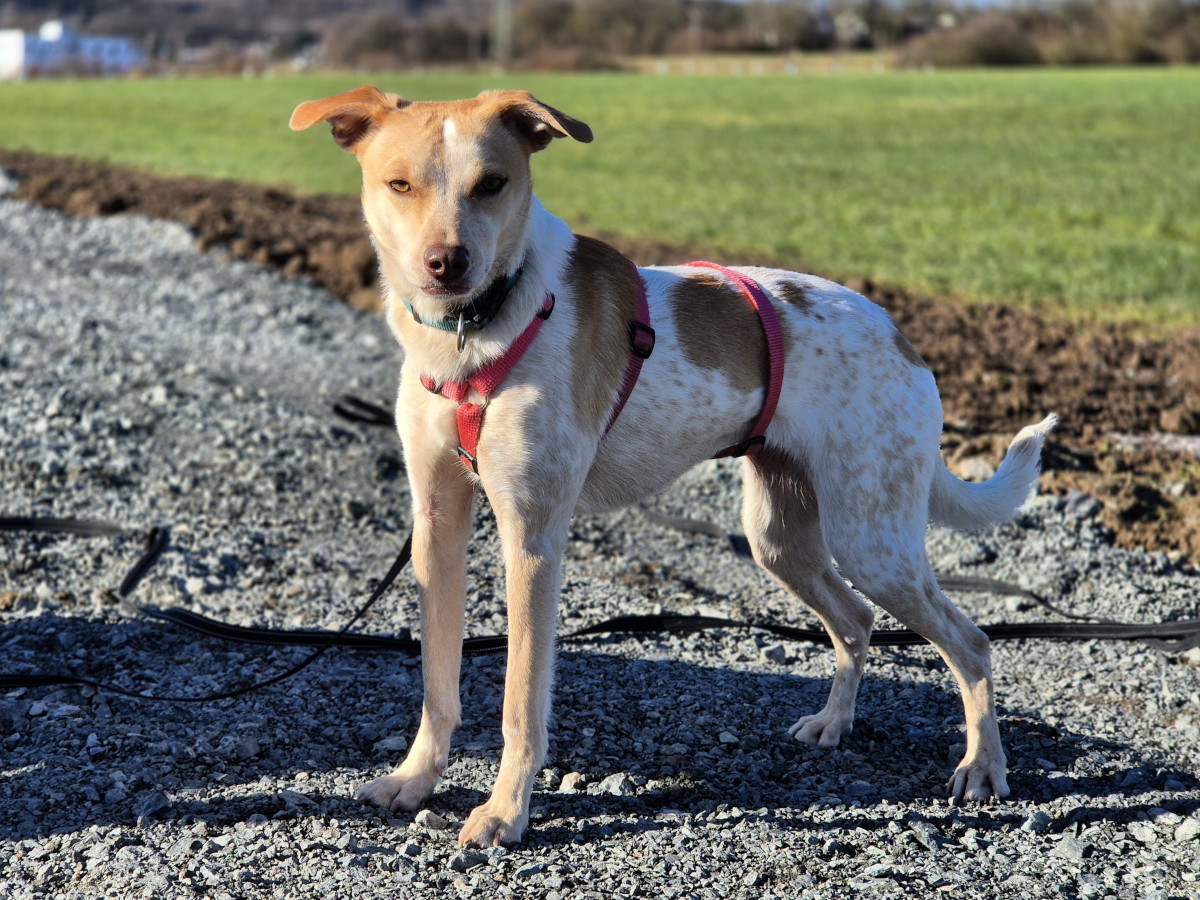 Blondie sucht ein Zuhause: Eine sanfte Hndin voller Liebe und Potenzial