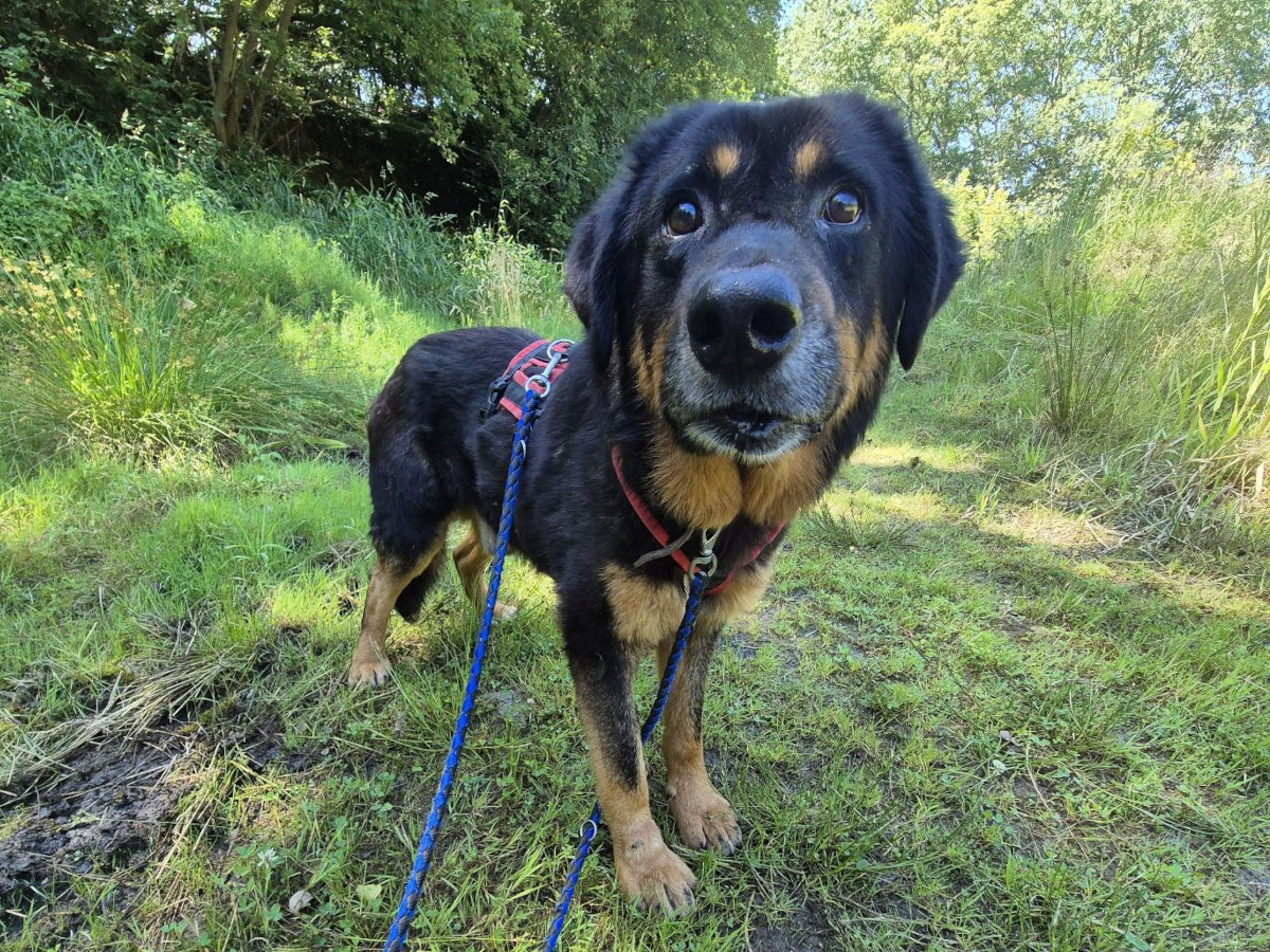 Bruno: Der perfekte Hofhund mit Kuschelgarantie