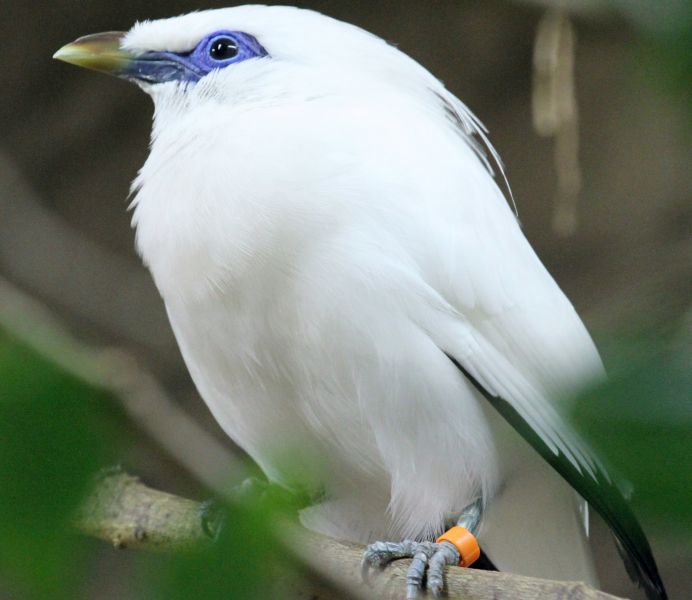 Ausgewachsener Balistar. Fotos: Zoo Neuwied