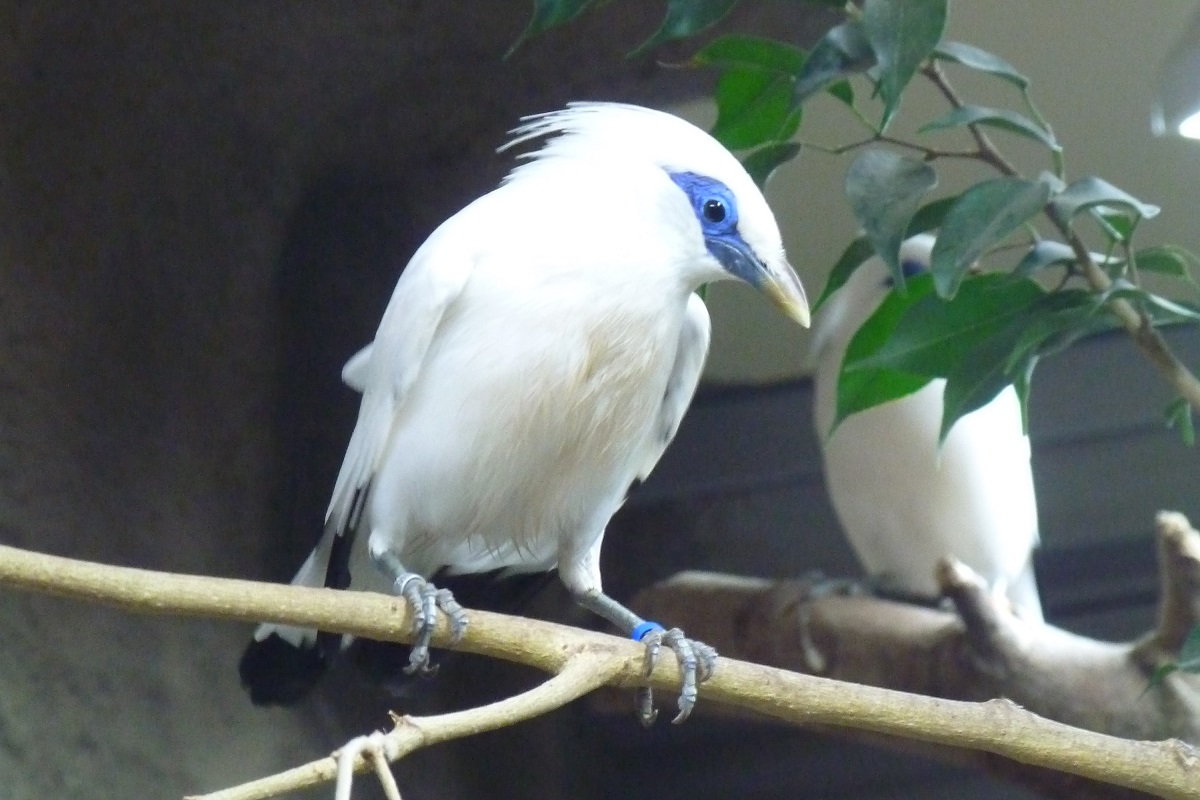 Echte Stars im Zoo Neuwied: Die Erfolgsgeschichte der Balistare