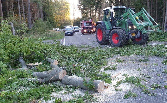 Der Baum blockierte die Strae. (Fotos: Feuerwehr)