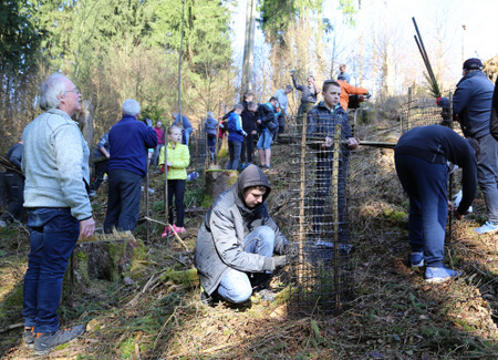 300 Douglasien im Kirchenwald gepflanzt