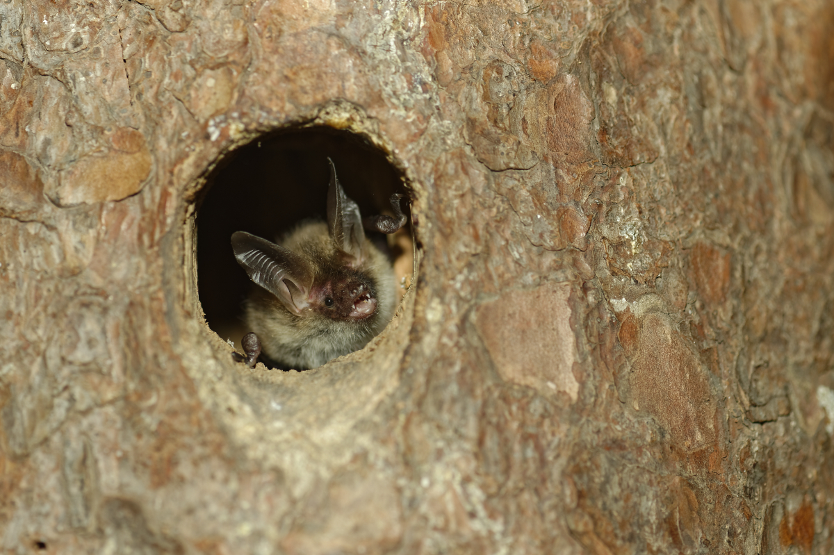 Alles ber Fledermuser, oder hier eine Bechsteinfledermaus, erfahren Interessierte am 27. August. (Foto: Marcel Weidenfeller)
