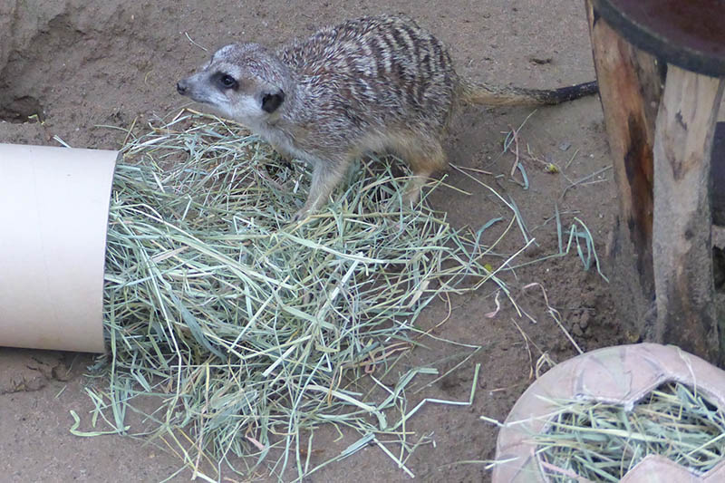 Basteln fr Erdmann und Co. in Herbstferien im Zoo