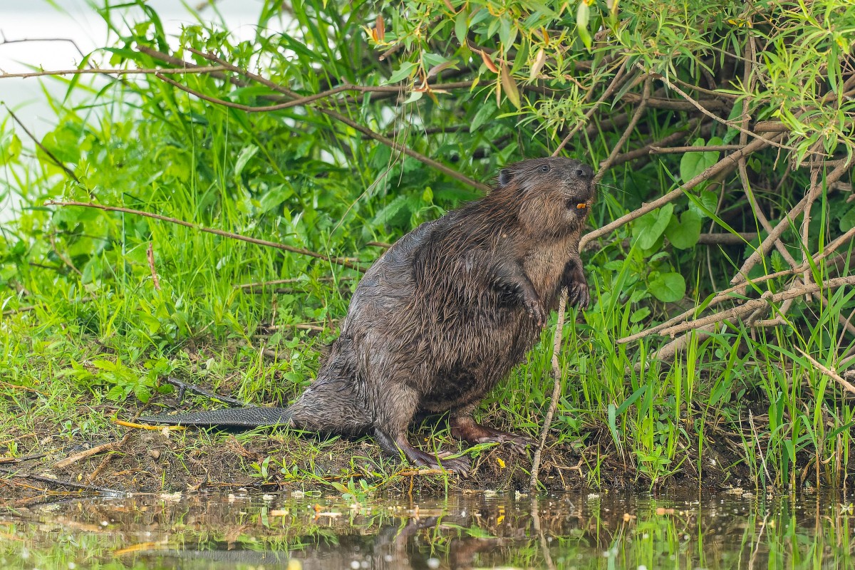 Ein Biber (Ingo Khl/Naturschutzinitiative)