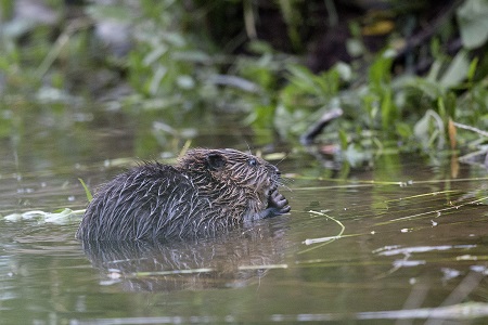 Naturschutzinitiative ldt zum 5. Bibersonntag ein