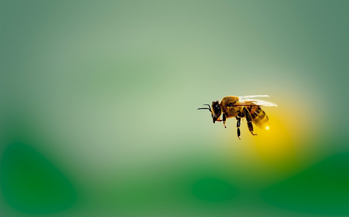 Bienenhaltung und mehr - neue Imkerkurse der Kreisvolkshochschule Neuwied