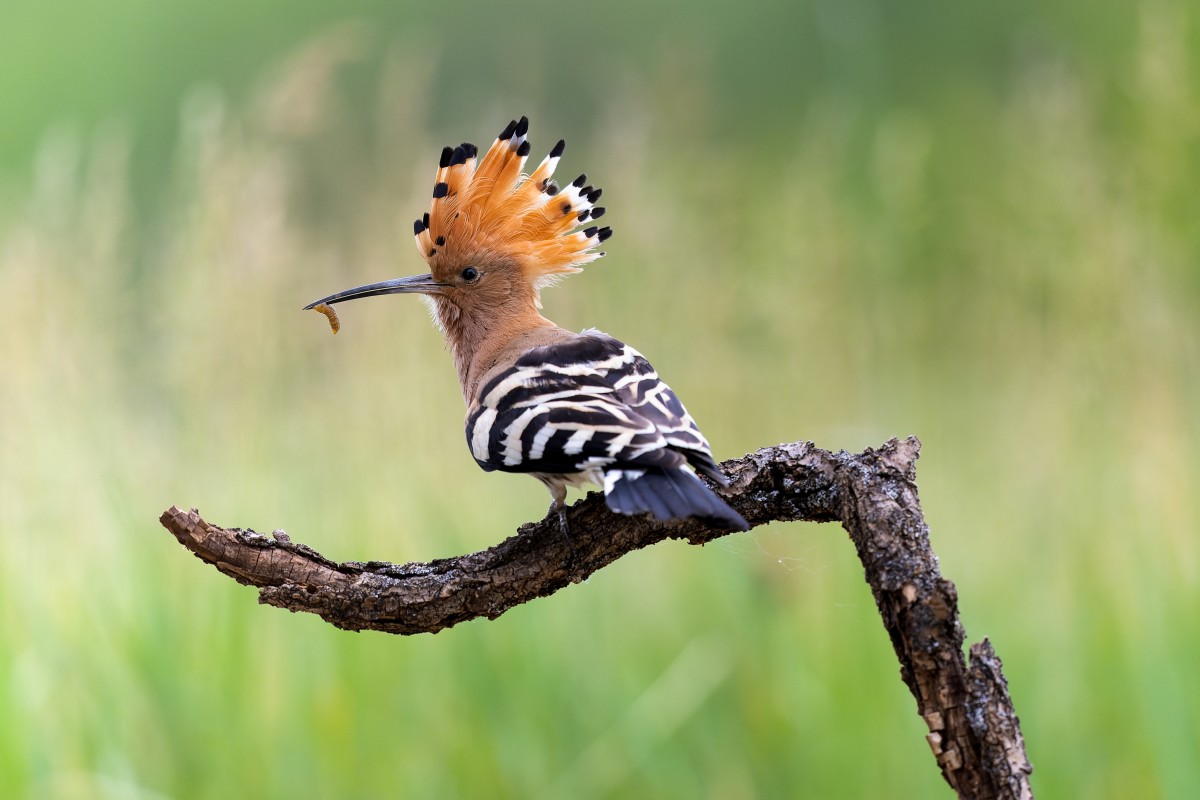 Was jeder zur Erhaltung der Lebensgrundlage tun kann - neue Broschre zur Biodiversittskrise