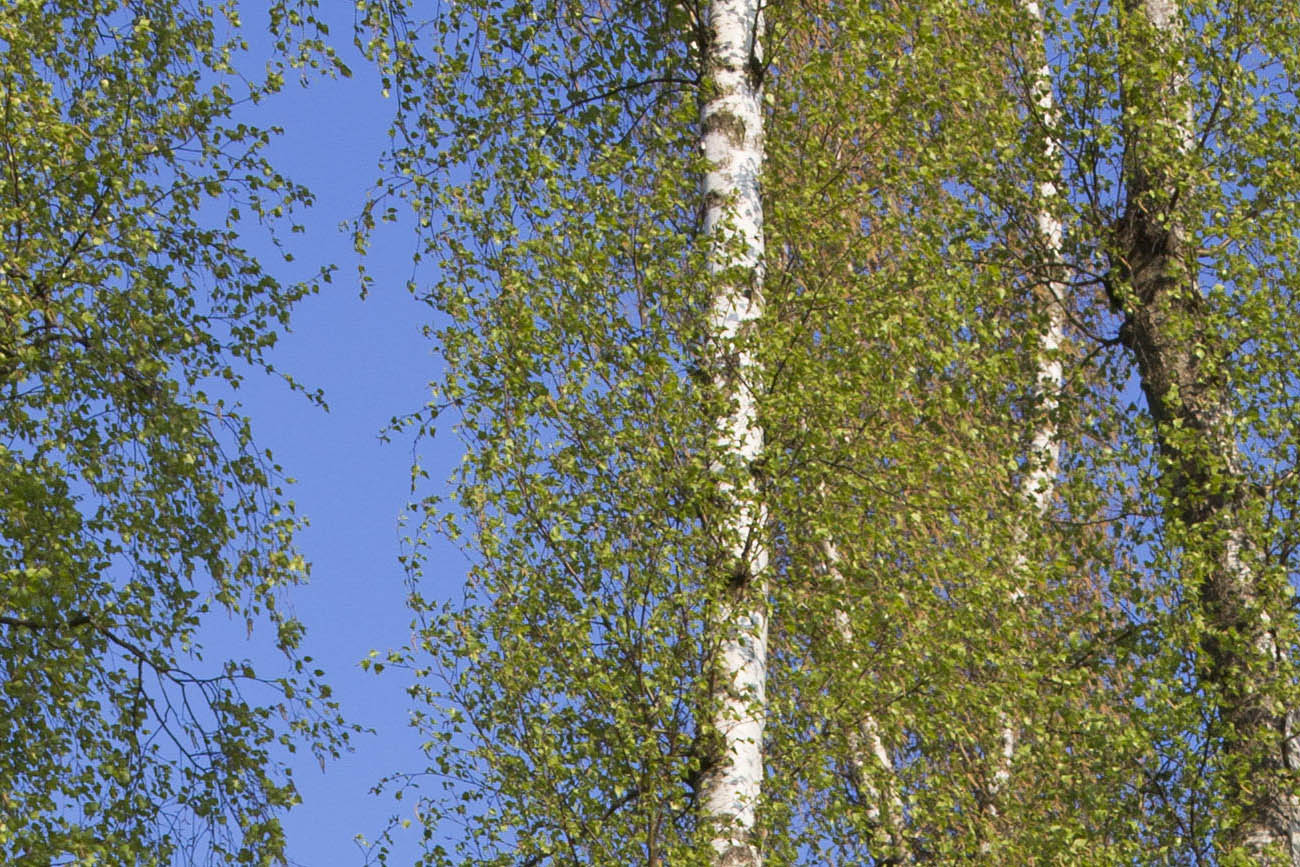 Die Birken werden in Krze jede Menge Pollen produzieren. Foto: Wolfgang Tischler