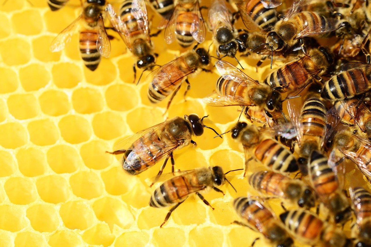 Zum Jubilum wird der Bienenlehrpfad erffnet. (Symbolfoto)