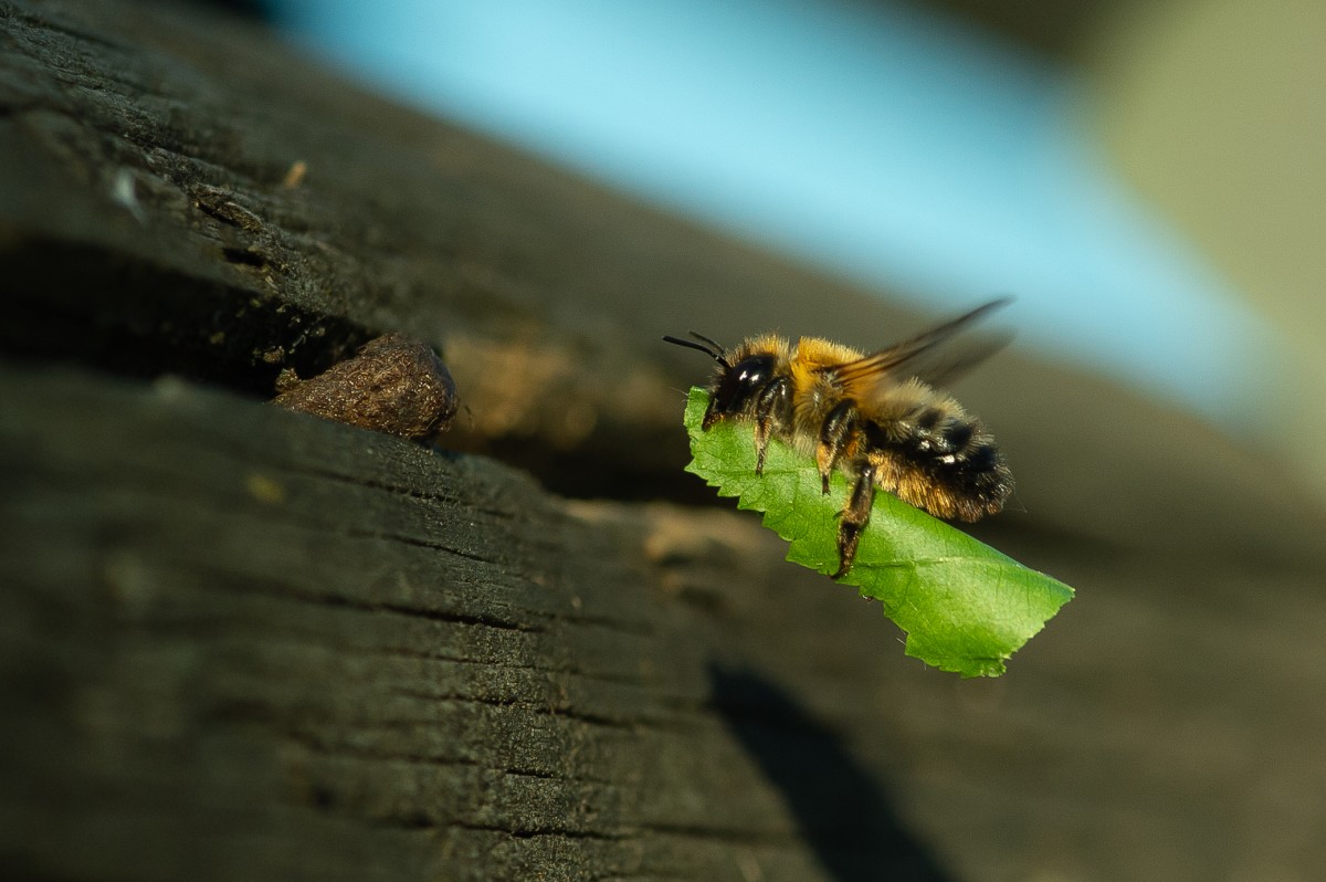 Faszinierende Welt der Wildbienen: Vortrag in Hundsangen