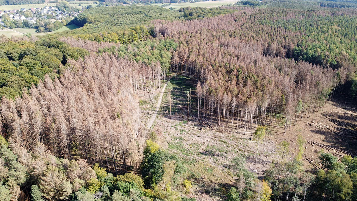 Durch den Borkenkfer befallene Fichtenflche im Herbst 2020 in der Verbandsgemeinde Puderbach. Auf solchen Flchen besteht Lebensgefahr. Foto: Landesforsten RLP / Gerhard Willms.