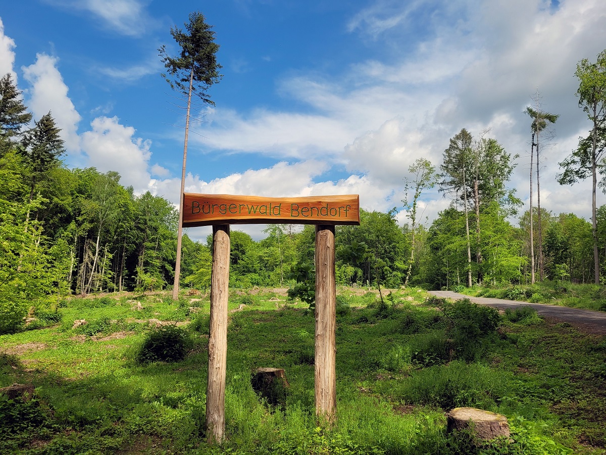 Nchste Pflanzaktion im Bendorfer Brgerwald: Jetzt noch mit Baumspende beteiligen