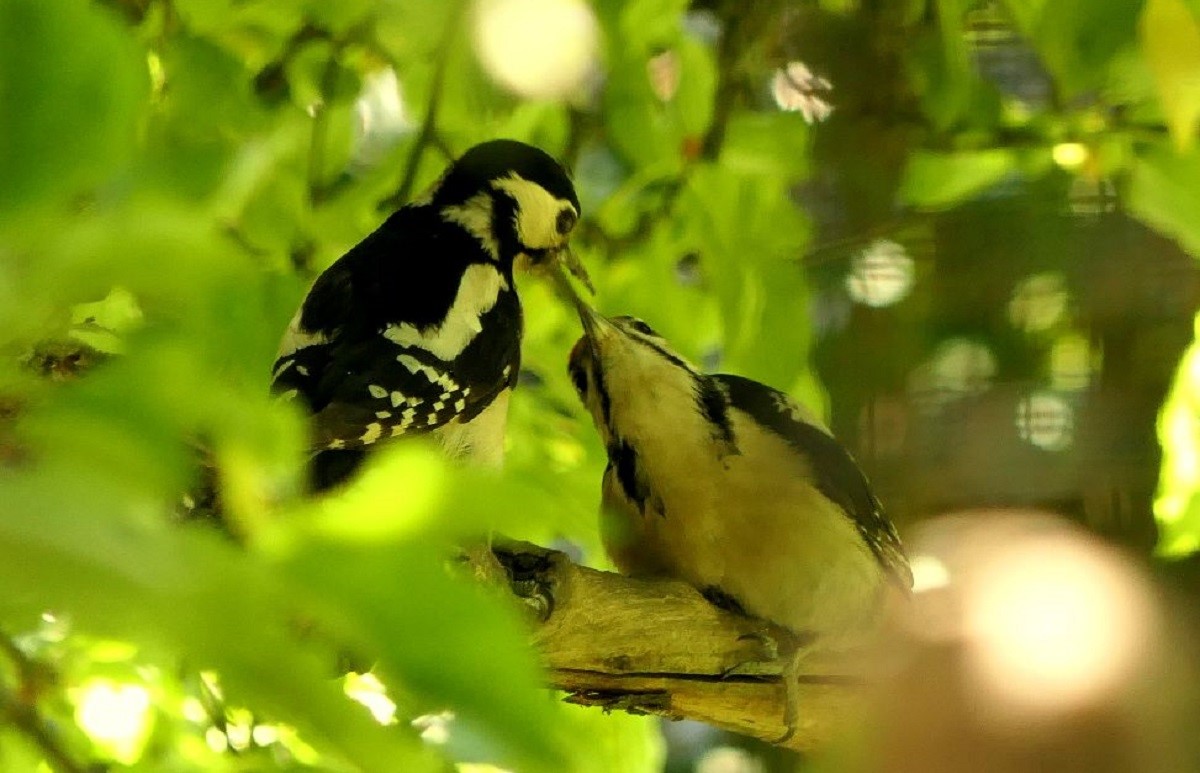 Schon jetzt sind die heimischen Wildvgel emsig mit dem Nestbau beschftigt. (Foto: Tierschutz Siebengebirge, Iris Bambach) 