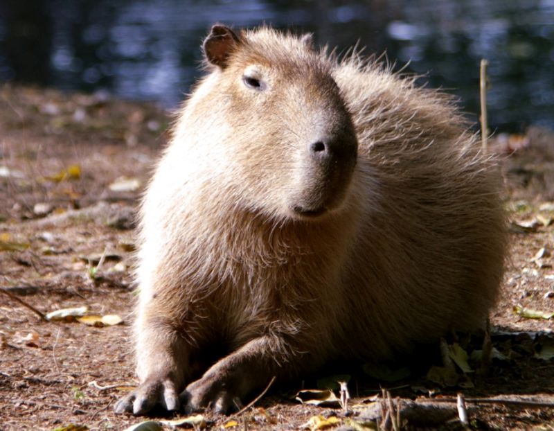 Capybara. Fotos: Zoo Neuwied