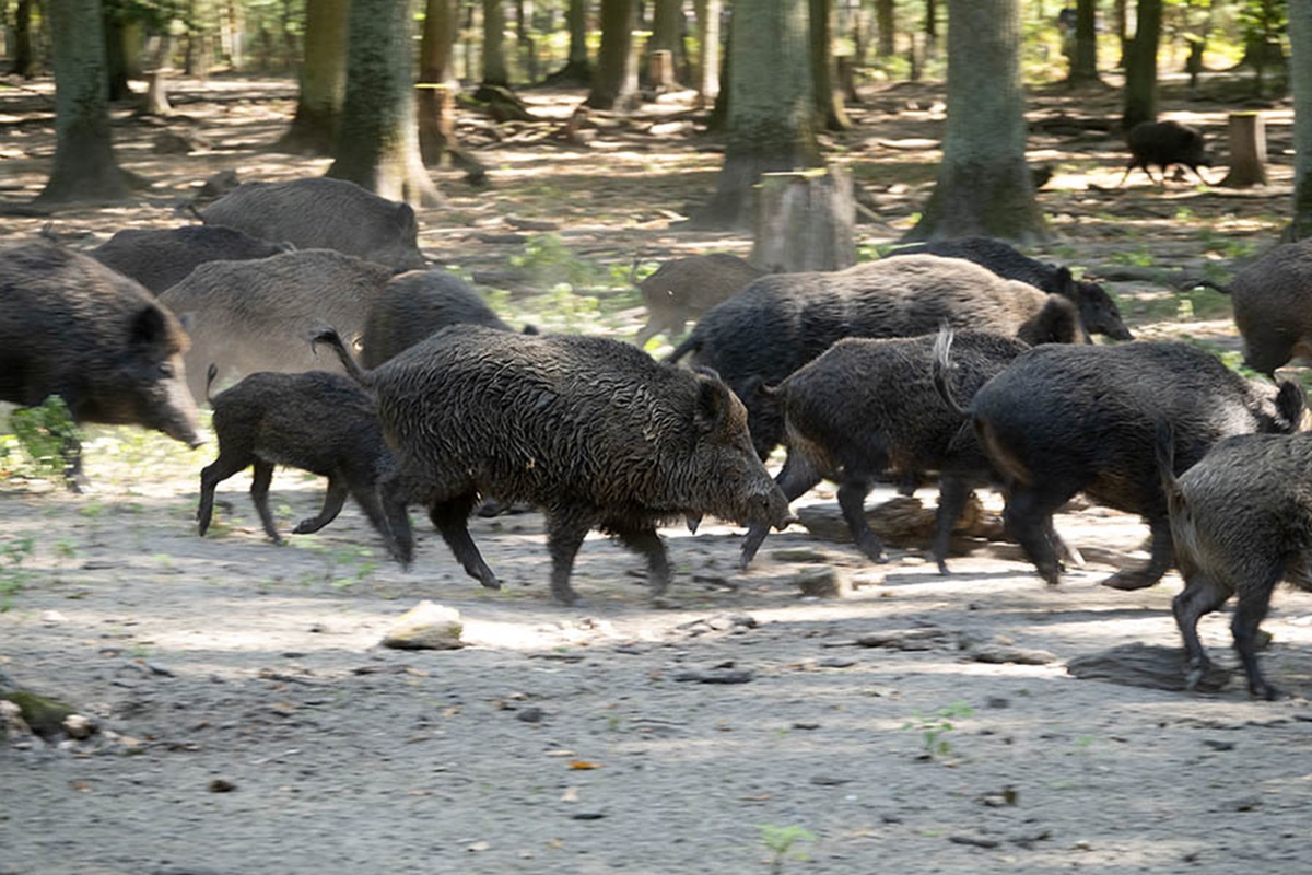 Die Drckjagd findet rund um den FriedWald Monrepos statt. (Foto: Symbolfoto)