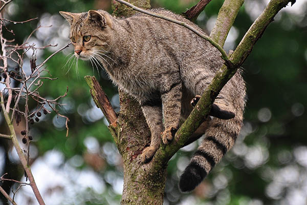 Wildkatzensymposium in Bad Marienberg