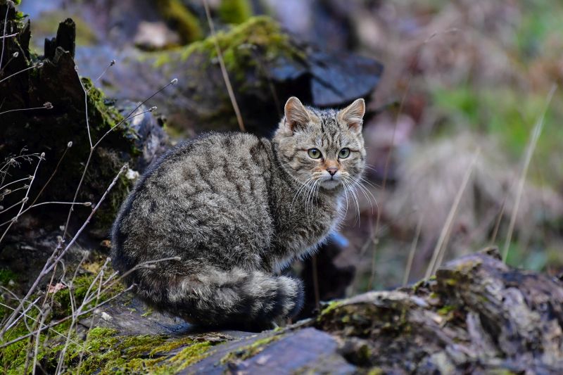 Auf den Spuren der Wildkatze im Westerwald 