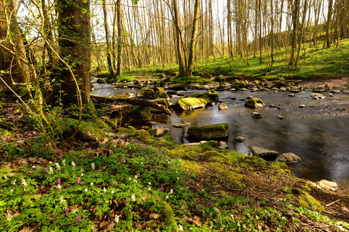 Frhlingserwachen im Westerwald: Entdeckungstouren in der Natur