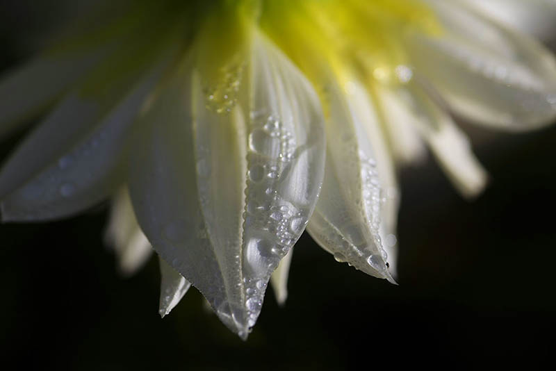 Florale Kunststcke: Blumen in ihrer schnsten Form 