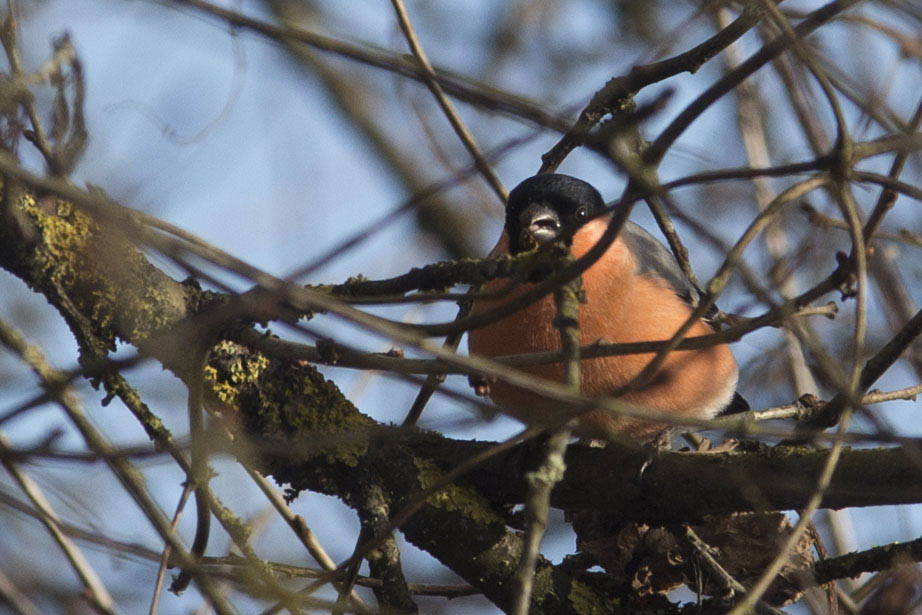 Welcher Wintervogel fliegt denn da?