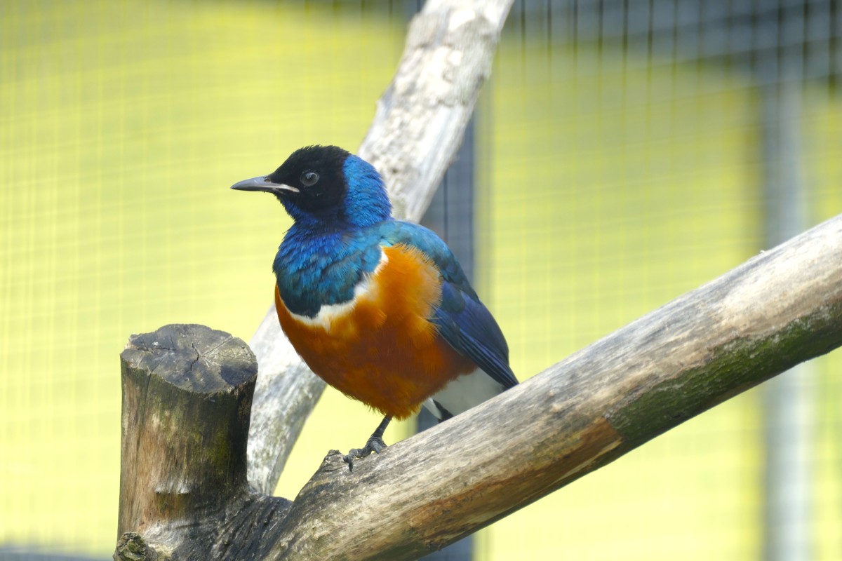 Ein neuer Star im Zoo Neuwied: Der Dreifarben-Glanzstar ist Neuzugang im Vogelbestand. (Foto: Eva Fritsch)