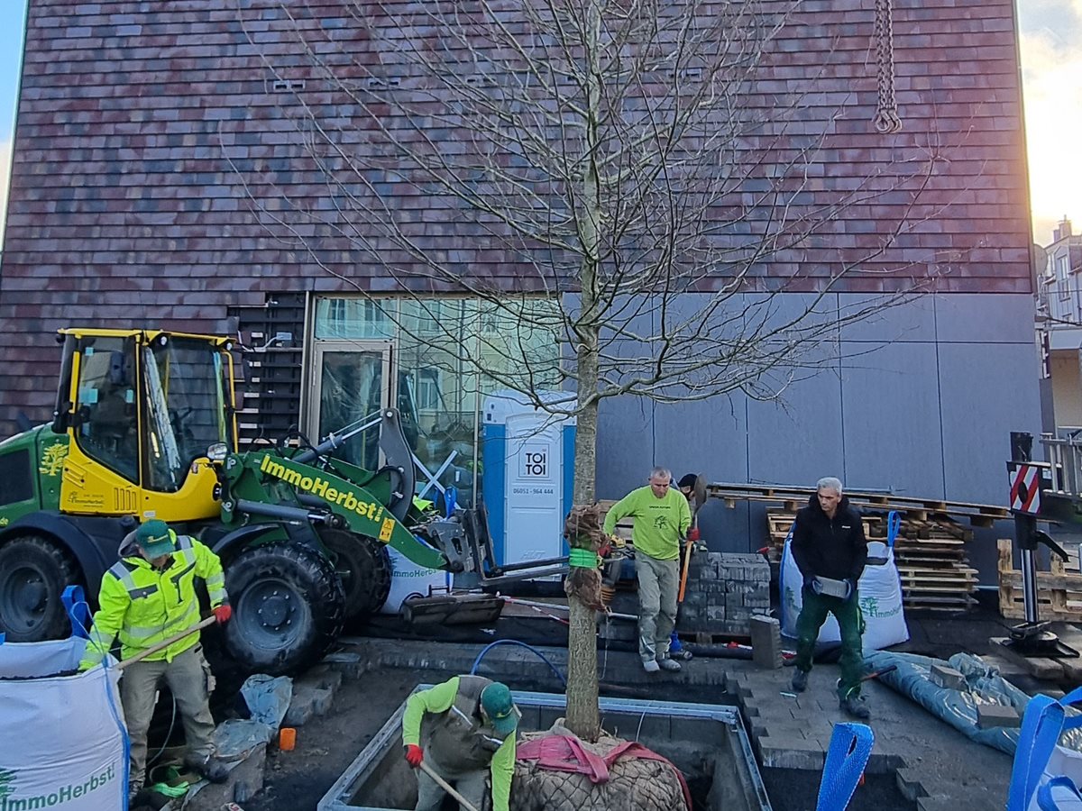 Neue Eiche am Verbandsgemeindehaus Montabaur erinnert an Gerberhandwerk