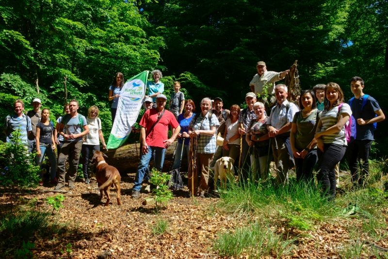 Naturerbe Buchenwlder  Bingelkraut und alte Bume