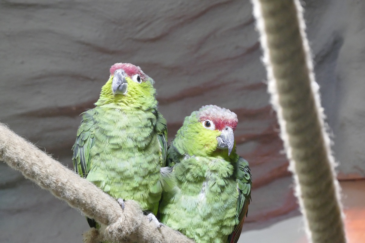 Zoos kmpfen gegen weltweites Artensterben