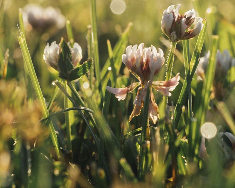 Essbar im Sommer: Sommerklee. Foto: Veranstalter