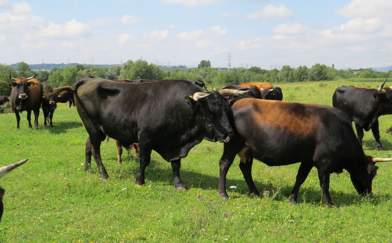 Im Engerser Feld beeindrucken Flora und Fauna