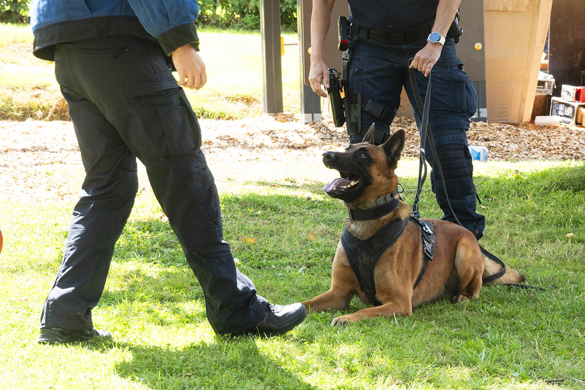 Polizeihund im Einsatz. Fotos: Wolfgang Tischler