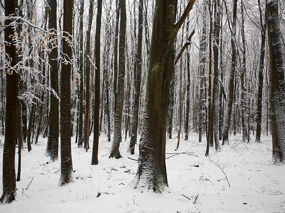 Winterliche Fackel-Wanderung zum Jahresabschluss in Rennerod