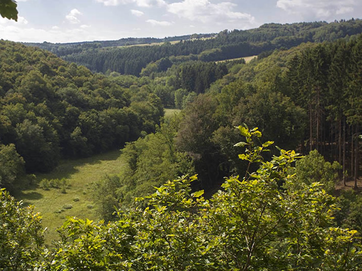 Forstamt Neuhusel ldt ein: Waldwanderung mit Einblick in zuknftige Waldentwicklung