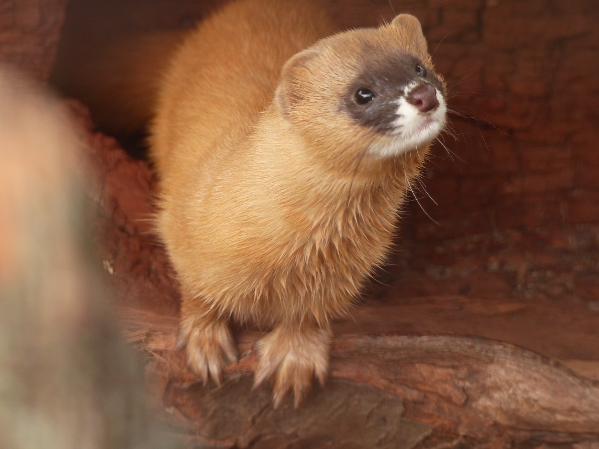 Kleine Ruber ganz gro: Die Marder im Zoo Neuwied