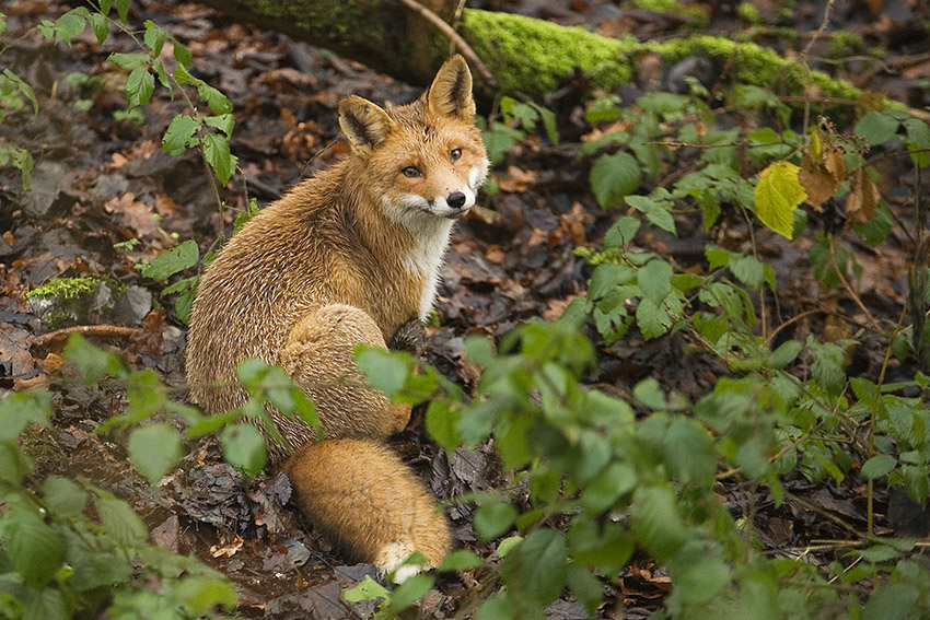 Symbolfoto: Wolfgang Tischler