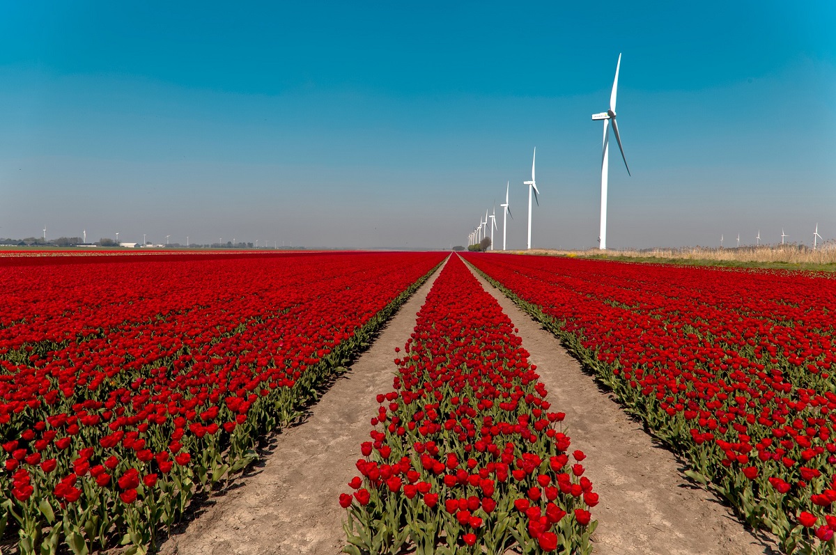 Studienreise der vhs Neuwied: Mit Petra Neuendorf den Geheimnissen der Tulpen auf der Spur