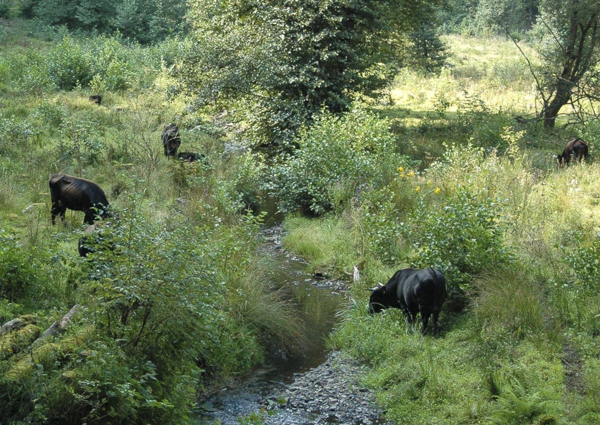 Rinder als Landschaftspfleger: Im Grenzbachtal sorgen die tierischen Helfer fr praktischen Naturschutz. (Foto: Heinrichtshof)