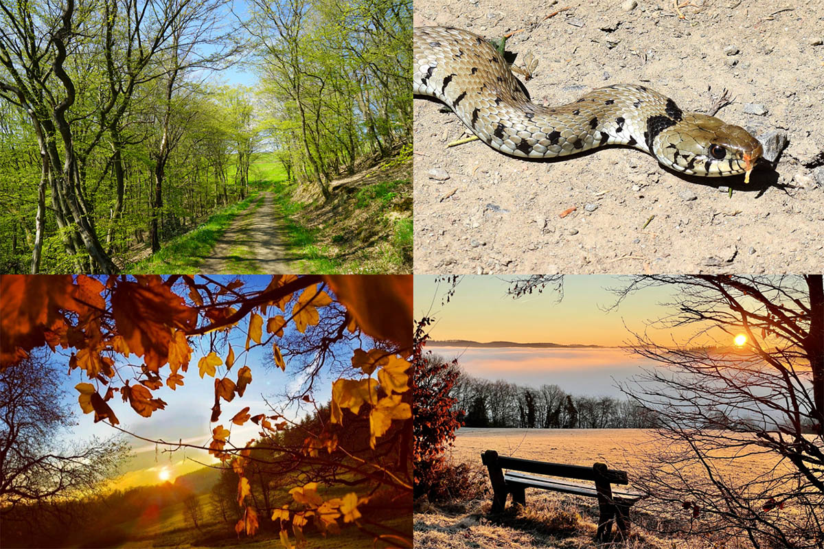 Siegerbilder (1. Platz):
Frhling: Willi Schmitz (links oben)  Am Klosterweg
Sommer: Arno Schmidt (rechts oben) - Barrenringelnatter im Aubachtal bei Anhausen
Herbst: Linda Wagner (links unten)  Bunt sind schon die Bltter
Winter: Heike Becker-Wilwerscheidt (rechts unten)  Sonnenaufgang Hausen/Weissfeld