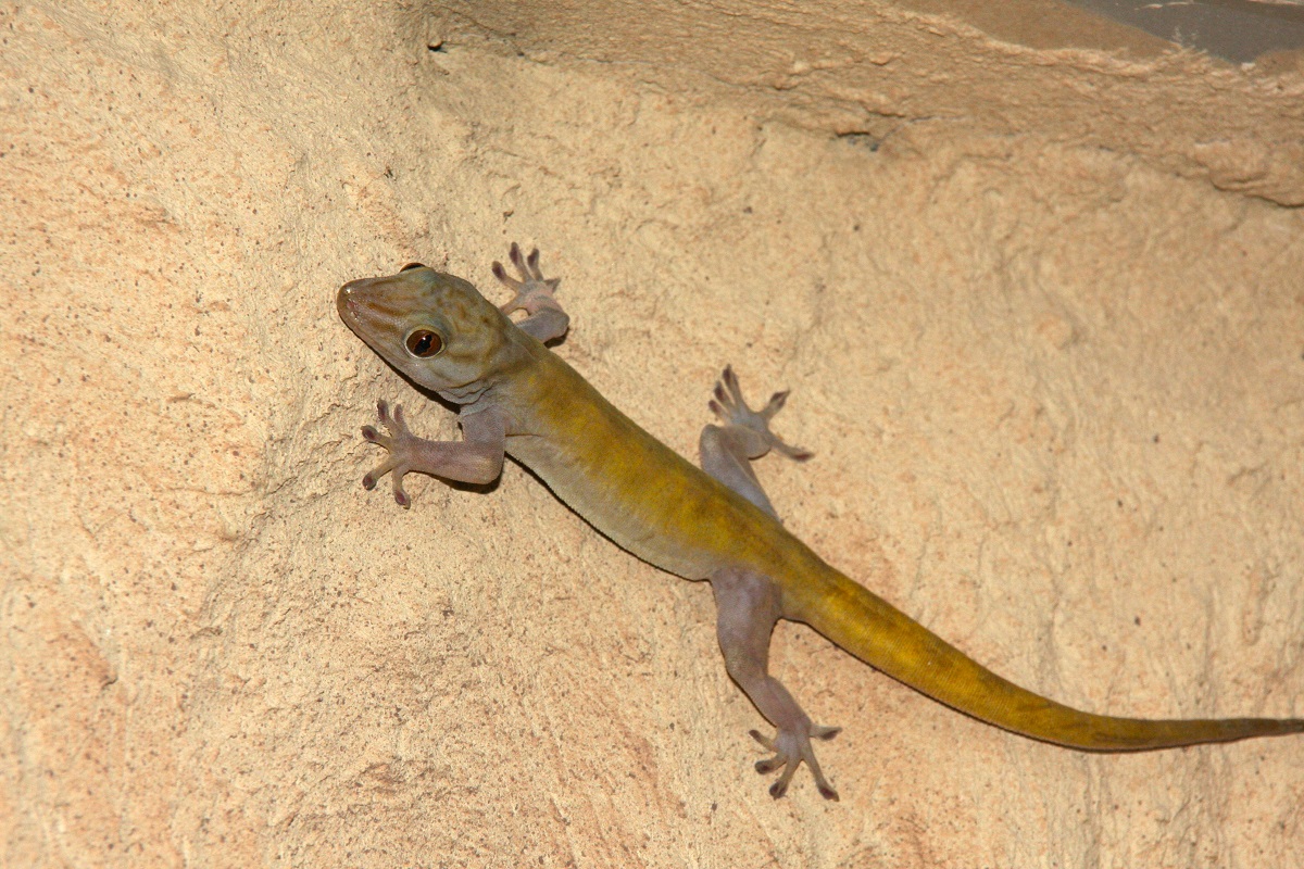 Stark bedroht trotz starker Haftung: Der Gecko wird Zootier des Jahres