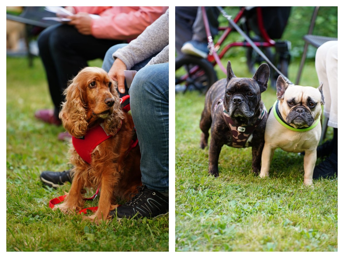 Einmaliger Gottesdienst mit Hunden und Katzen: Besondere Segnung fr Mensch und Tier