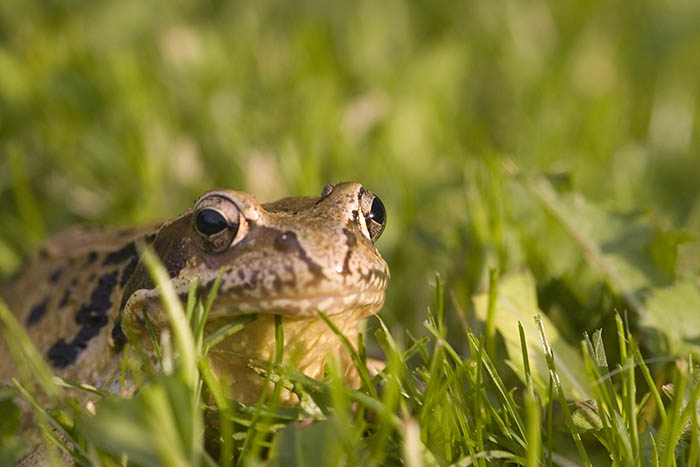 Der Lebensraum der Amphibien wird durch das Abbrennen vernichtet. Foto: Wolfgang Tischler