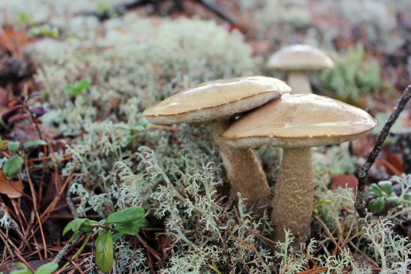 Herbst in MONREPOS: Wildpflanzen- und Pilzexkursionen