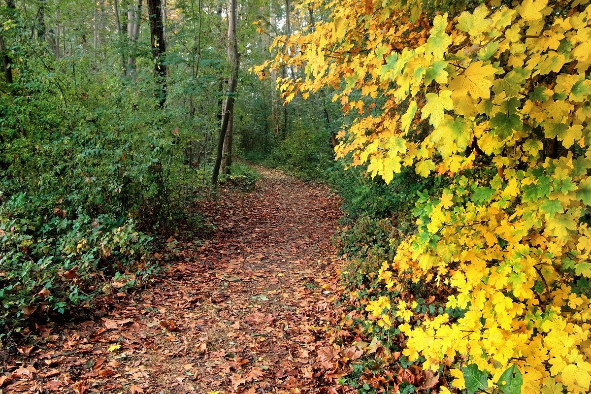 Herbstliche Auszeit fr Alleinerziehende im Westerwald