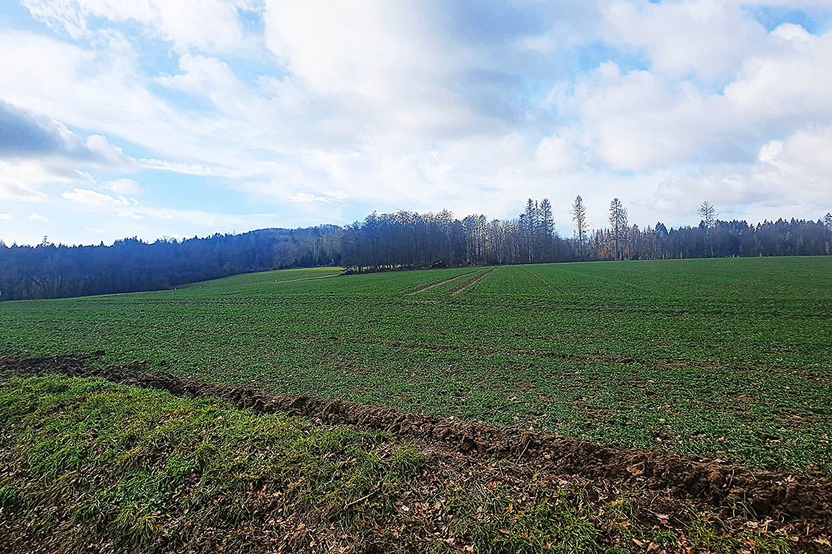 Keine Photovoltaikanlage auf Grnflche Hinterheide 