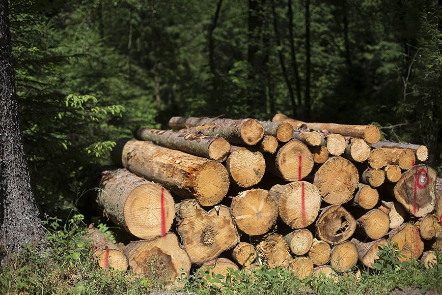 Holz im Wert von 8.000 Euro geklaut