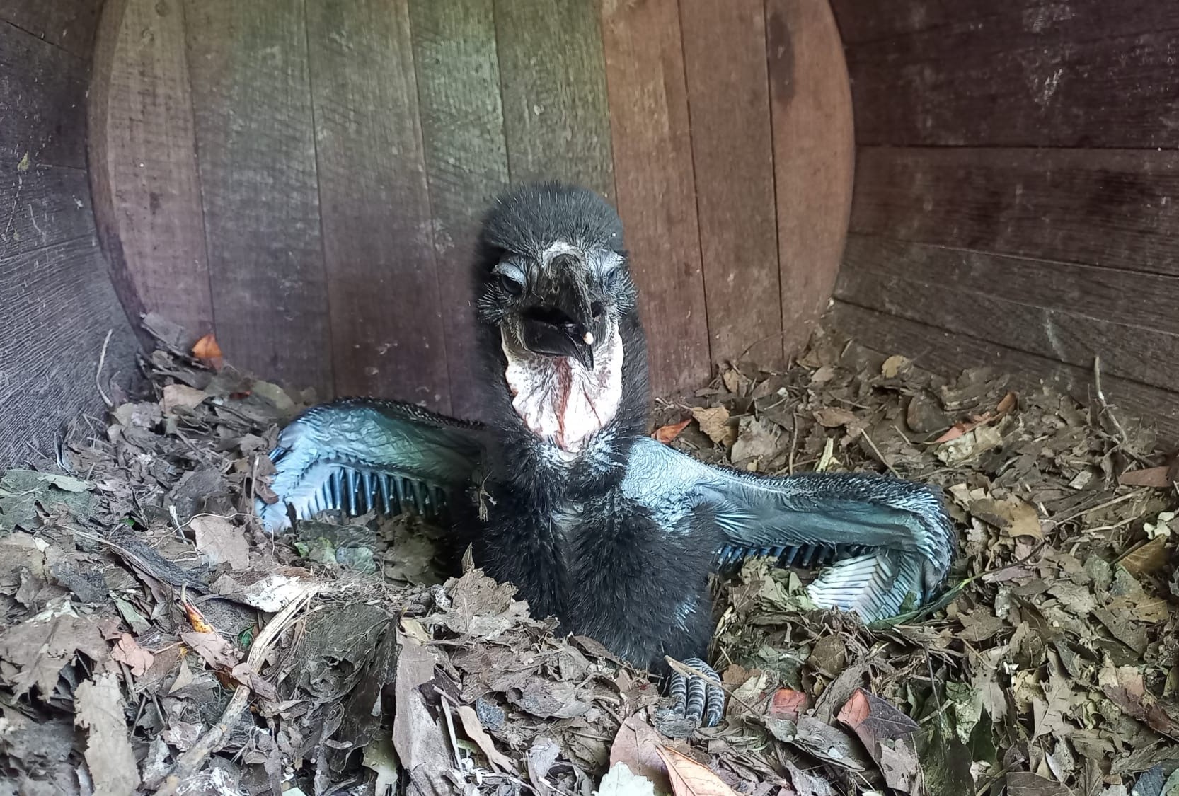 Ein Fass voller Freude: Familienzuwachs bei den Hornraben im Zoo Neuwied