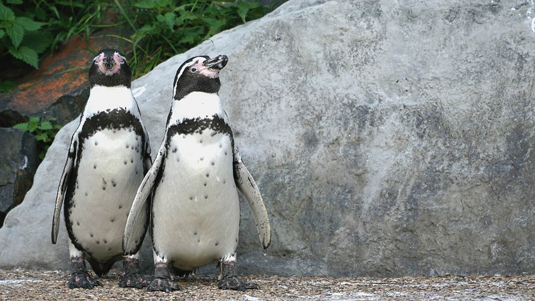 Pinguine im Zoo Neuwied freuen sich auf den Winter?!