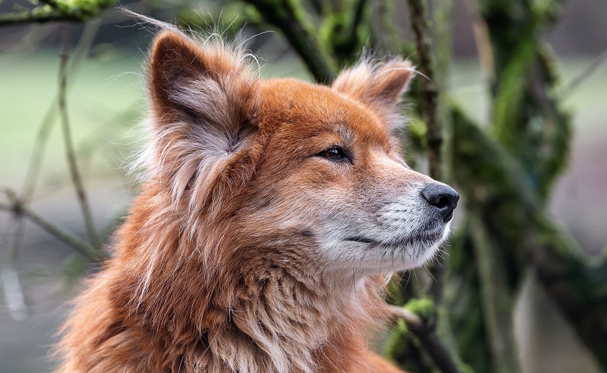 Noch freie Pltze bei den Wolfswinkeler Hundetagen